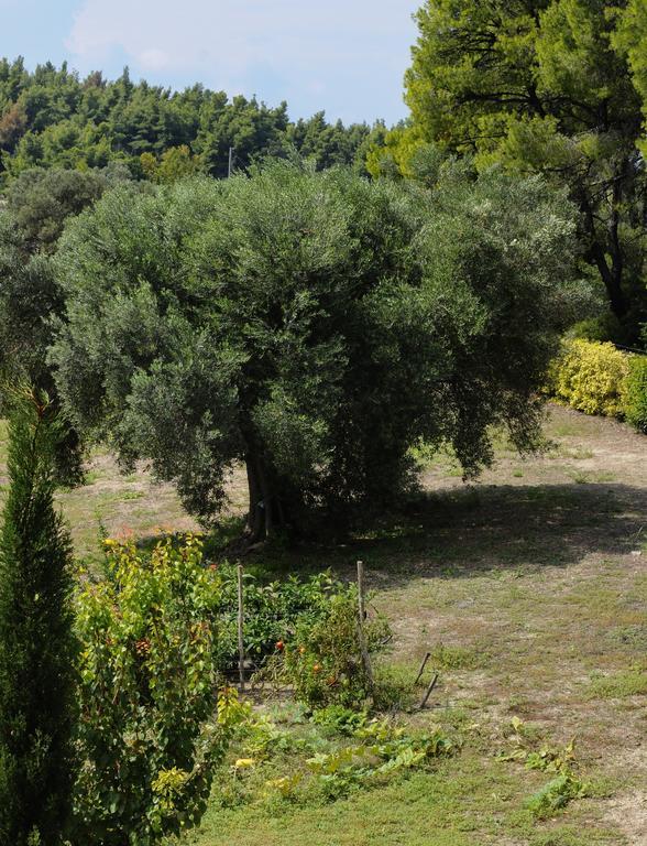 Olivos Villa Sani Sani (Chalkidiki) Quarto foto